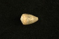 藏品(花冠芋螺)的圖片